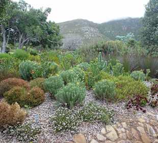 Botanischer Garten Kirstenbosch