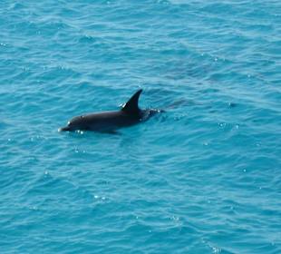 Da sind sie... Delphine!