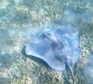 Schwarzpunkt-Stechrochen