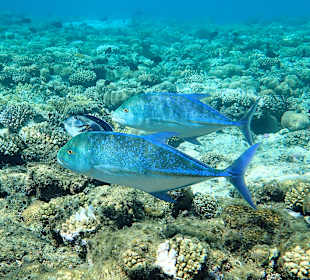 Schnorcheln Marsa Alam