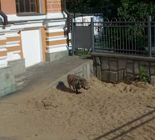 Зоопарк