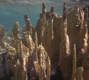 Korallengarten Gorgonia Beach