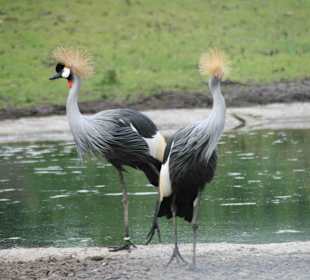 Serengeti Park Hodenhagen