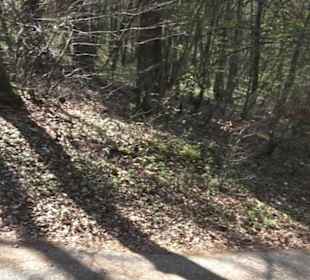 Waldlehrpfad an der Lauter