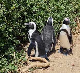 Pinguine auf dem Weg zum Parkplatz