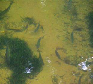 Der Stausee und seine Umgebung