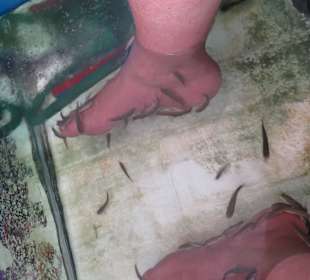 Die Füße im Kangalfisch Knabberbecken