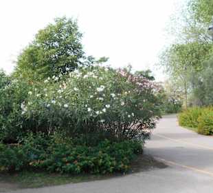 Parco Fausto Noce