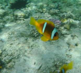 Rotmeeranemonenfisch