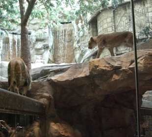 Lion Habitat