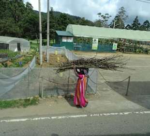 Hochland von Sri Lanka