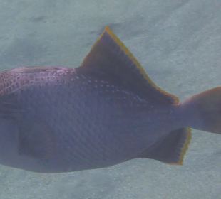 Schnorcheln Marsa Alam