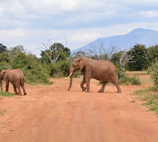 Elefanten haben Vorfahrt