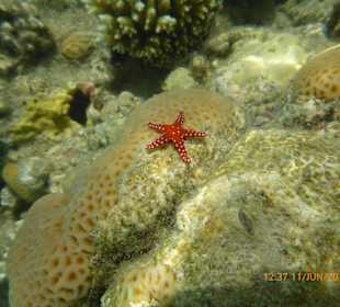 Schnorcheln Makadi Bay