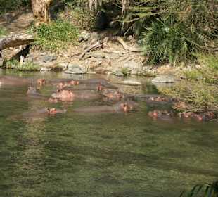 Mzima Springs