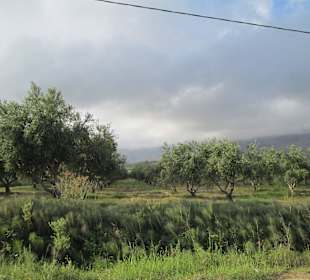Оливковые рощи