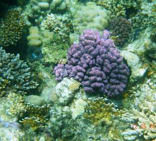 Подводный мир рифа Хилтона