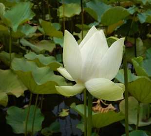 Botanischer Garten Pamplemousses