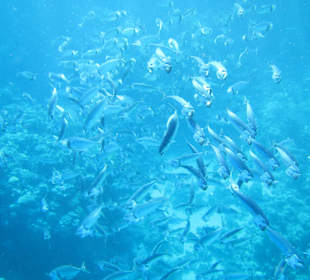 Schnorcheln Sharm El Naga
