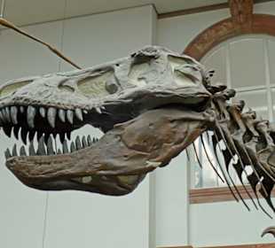 Zu all dem wachsen die Zähne immer neu nach