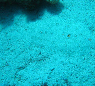 Fast unsichtbar, oder?