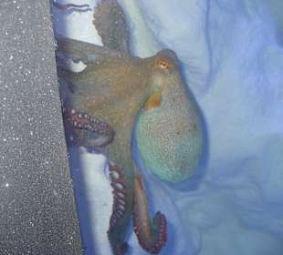 Ausflug Röhren Aquarium