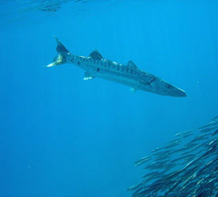 Barracuda