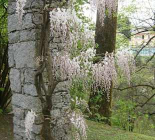 Glicini