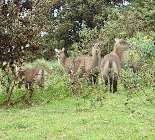 Нгоронгоро
