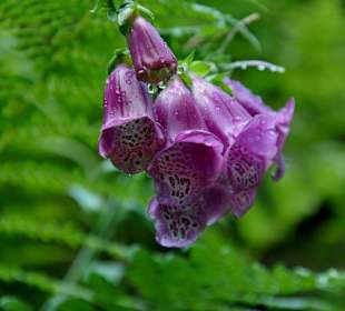 Adrspaskie dzwoneczki