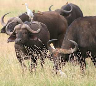 Eindrücke im Tsavo Ost; Wasserbüffel