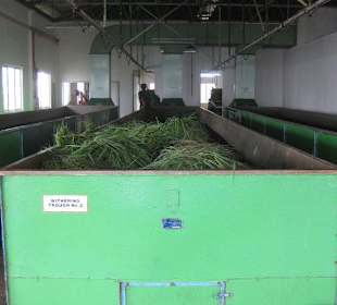 Mahé, Tea Factory
