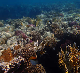 Schnorcheln Marsa Alam