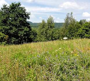 Impressionen aus dem Naturschutzgebiet