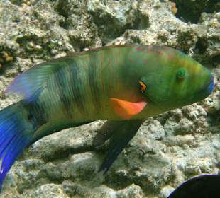 Besenschwanzprachtlippfisch