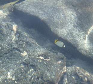 Bunte Fische im flachen Wasser