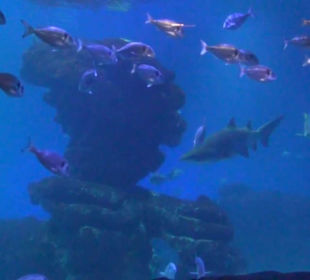 Palma Aquarium