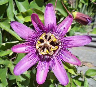 Herrliche Blumen 