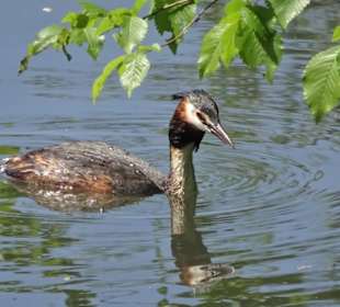 Haubentaucher am Krimpelsee