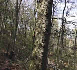 Wanderweg Hochgehkämpft