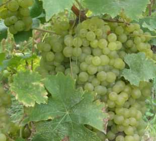 Unterwegs in den Weinbergen von Ramsthal