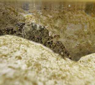 Schnorcheln Ayia Napa/Agia Napa