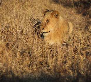 Krüger Nationalpark