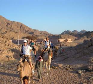 Fahrt Kamel im Sharm el Sheikh