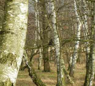Naturschutzgebiet Boberger Niederung