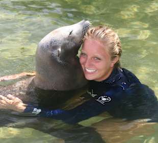 Begegnung mit Seelöwen