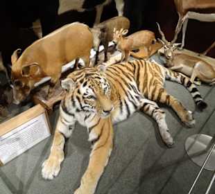 Blick in die Sammlung des Naturkundemuseums