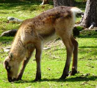 Wird mal ein richtiges Rentier