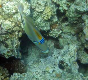 Beim Hausriff des Makadi Palace