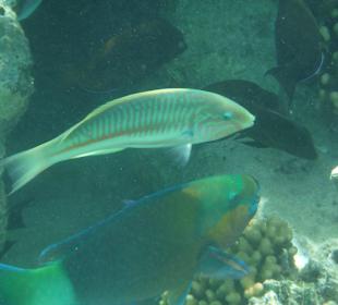 Und noch mehr zu Sehen